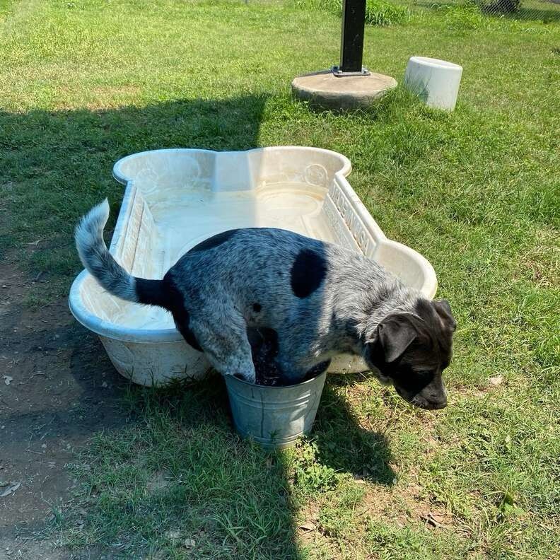 Centaur the shelter dog has once again fit all of his paws into his trusty metal bucket. right behind him is a spacious bone-shaped pool for him to use, but he has decided this bucket is all he needs.