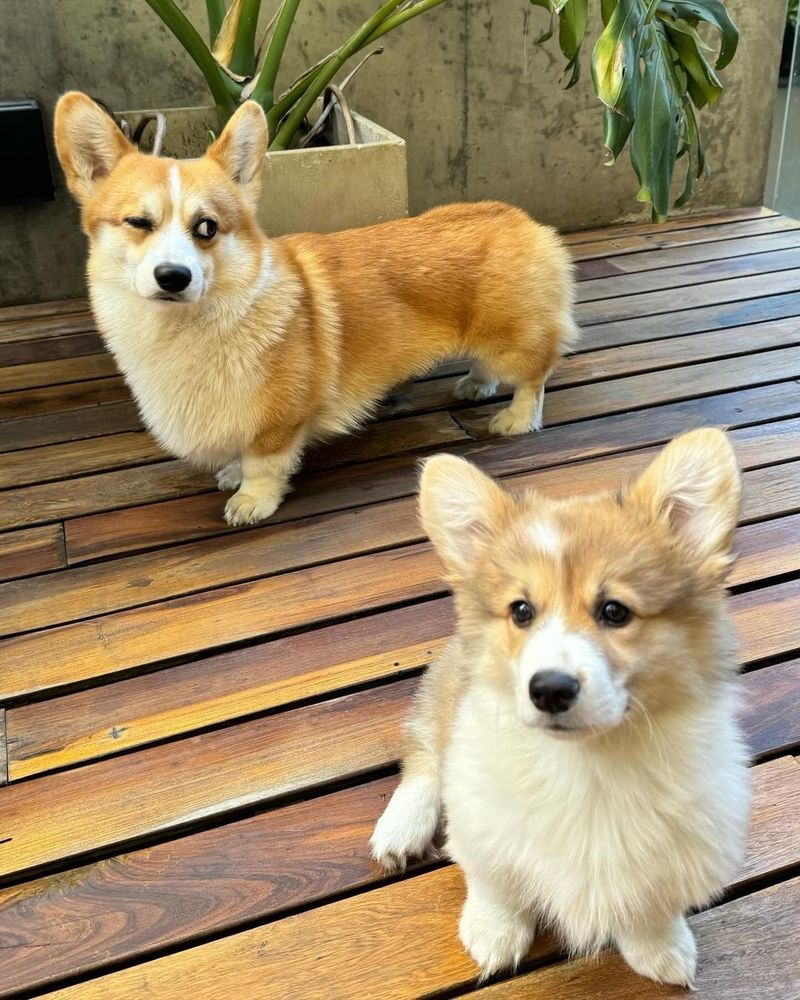 the corgi duo is still on their deck. this time, the little corgi pup in the front is looking more at the photographer, but her big brother in the background is now looking over his shoulder at whatever it was that had previously caught her eye. he has a matching expression, with his right eye squinting and his left eye examining the offending target judgmentally.