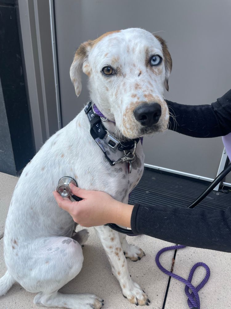 a white dog with brown speckles looks at the camera with one brown eye and one blue eye. he's sitting patiently white a vet tech listens to his heart with a stethoscope. 