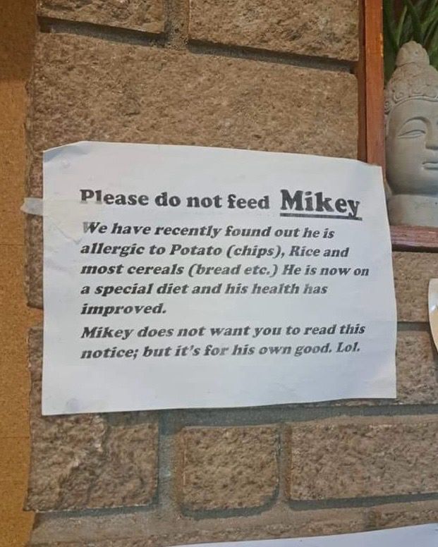 a paper sign taped to a brick wall reads, “Please do not feed Mikey. We have recently found out he is allergic to Potato (chips), Rice and most cereals (bread etc.) He is now on a special diet and his heath has improved. Mikey does not want you to read this notice; but it's for his own good. Lol.”