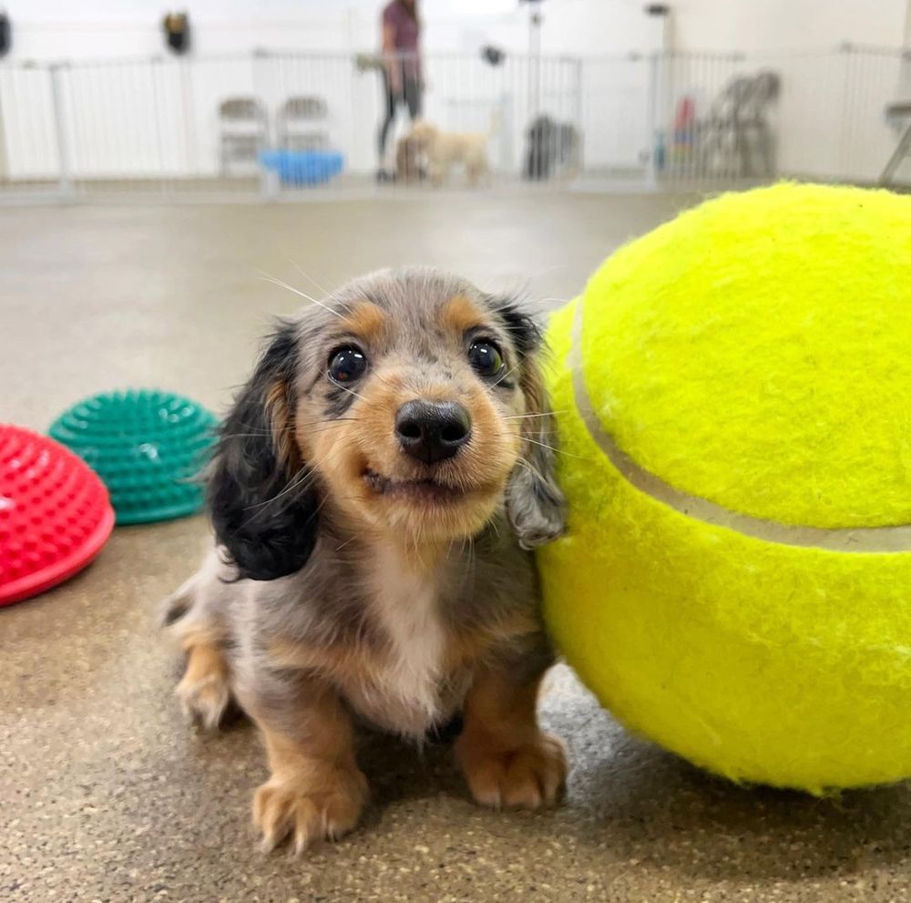 a dachshund puppy sits on a concrete floor nervously chewing his cheek. his eyes are wide, his feet tiny. an enormous tennis ball, taller than he is, takes up the right half of the photo.