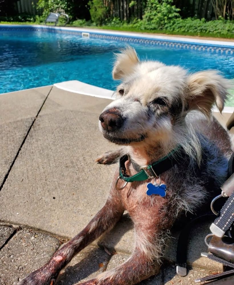 Timmy, the hairless senior pup, sits poolside and soaks in the sun. 