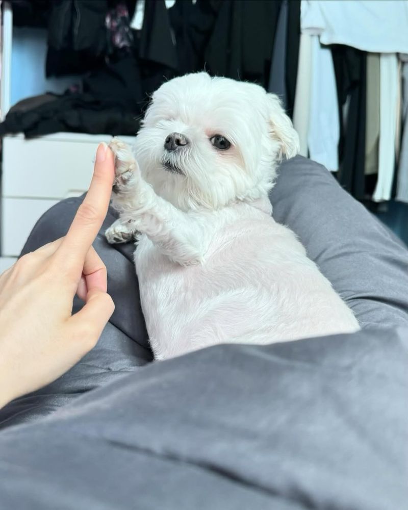 a small white dog rests in the lap of their human. he has a nonplussed expression as he gives a high five in which his entire paw is making contact with the tip of his human's pointer finger.