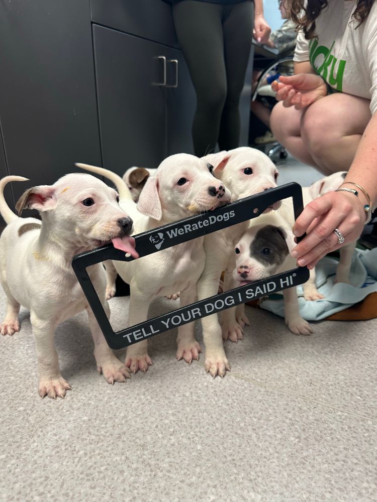 six mostly white puppies crowd around behind a black plastic license plate frame that says “tell your dog i said hi” and has the WeRateDogs logo at the top. three are sniffing it, one is licking it, one is hidden behind an arm, and one is distracted in the background.