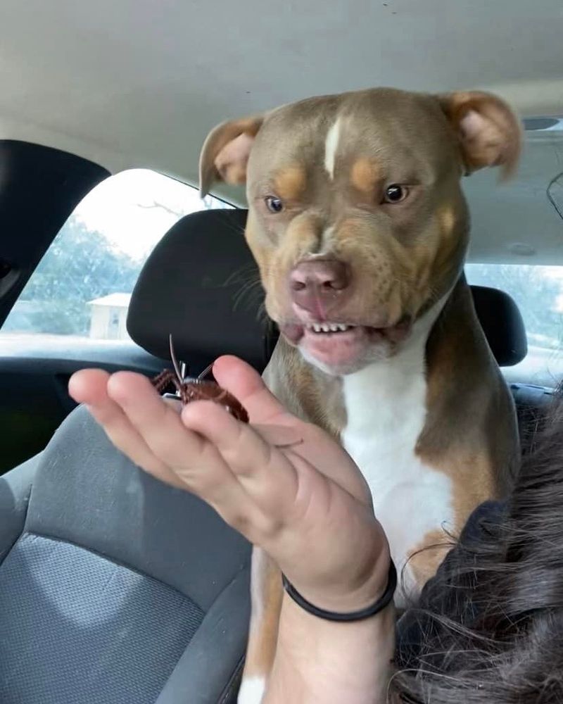 a brown pitbull with tan eyebrow dots and a white chest sits in the backseat of a car, paws up on the center console, and makes a snarling expression at the fake rubber cockroach his human in the driver’s seat is holding in her hand. the pup’s eyes are narrowed, his snout crinkled up, and his front teeth slightly bared.