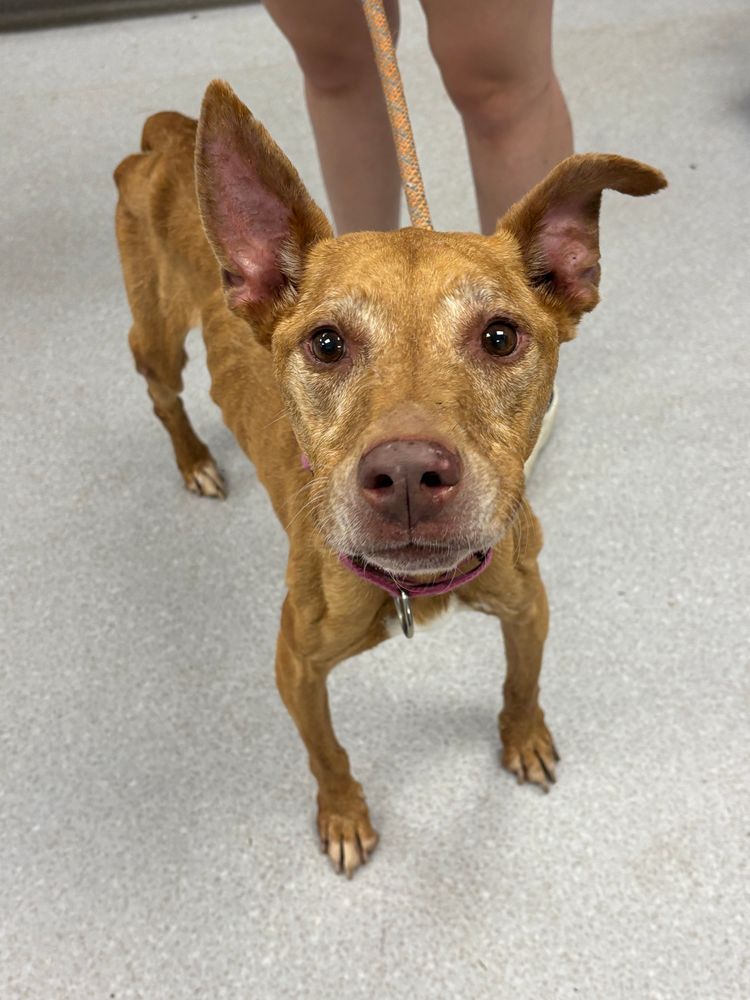 a light brown pittie mix, Petunia, looks up at the camera with light brown eyes. she is standing up inside a vet clinic. a person holds a orange lead attached to Petunia's collar. even from this view, her hip bones and ribs are visible. 