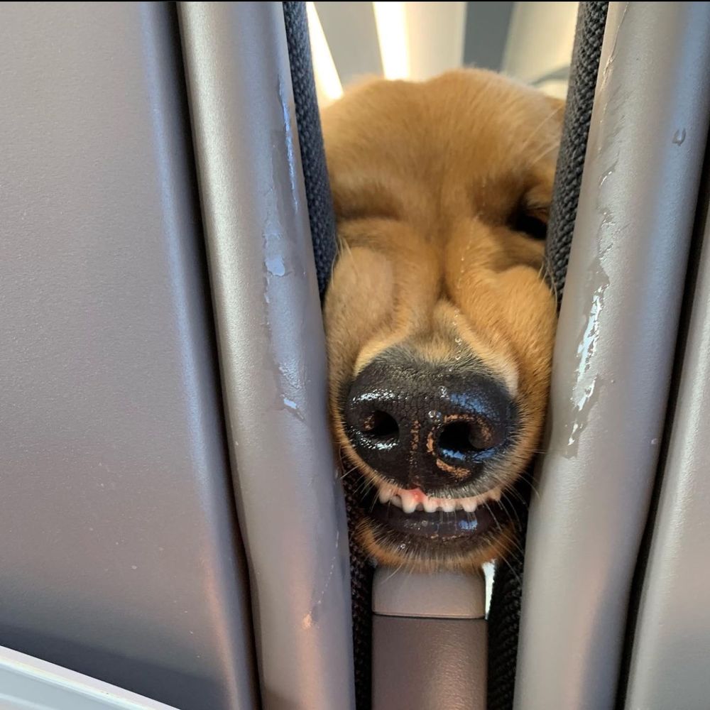 a golden retriever is squeezing his face between two seats in an effort to get closer to us. his top row of teefs are exposed.