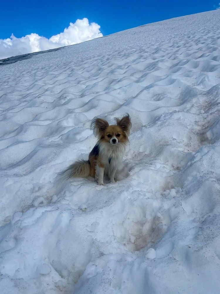 a brown and white papillon with long wispy fur on his ears and a floofy chest and tail sits on a snow-covered mountainside. 