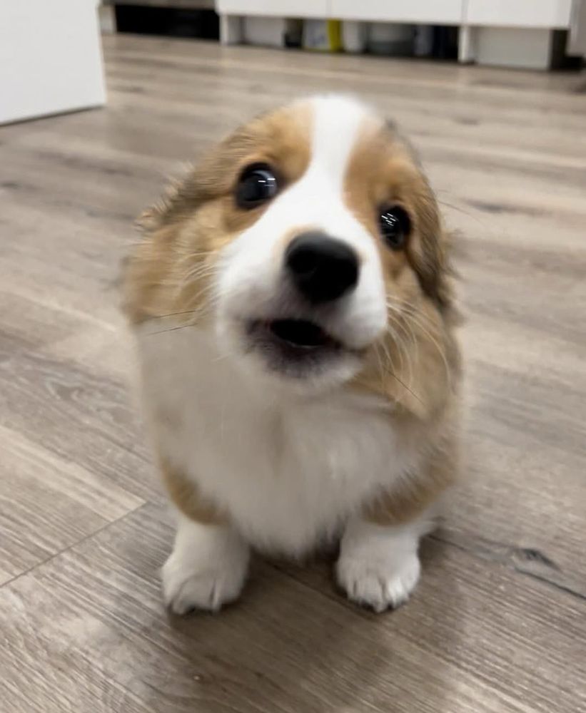 a little fluffy corgi pup sits on a grayish hardwood floor and looks prepared to boof at you, with her lips curled in just a smidge. her ears are all the way back, so her noggin just looks like a little smooth egg.