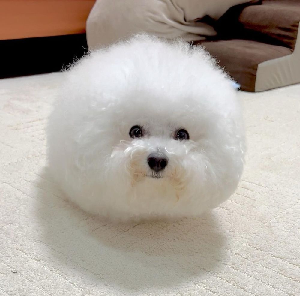 a very round blob of dog is looking up at you from a light carpet with wide, intrigued eyes. there’s just the faintest smudge of discoloration around her mouth, but you better not make her self-conscious about it.