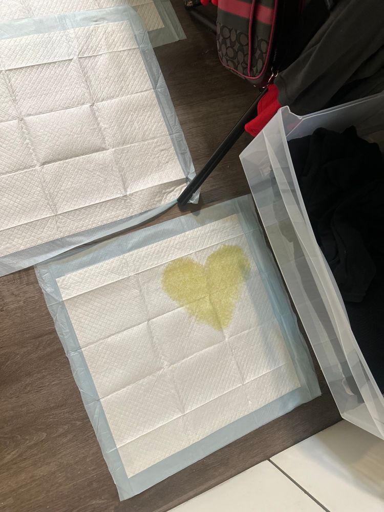 a closer look at the pee pad from before. the yellow puddle is in the shape of a perfect heart. honestly it's incredibly impressive.
