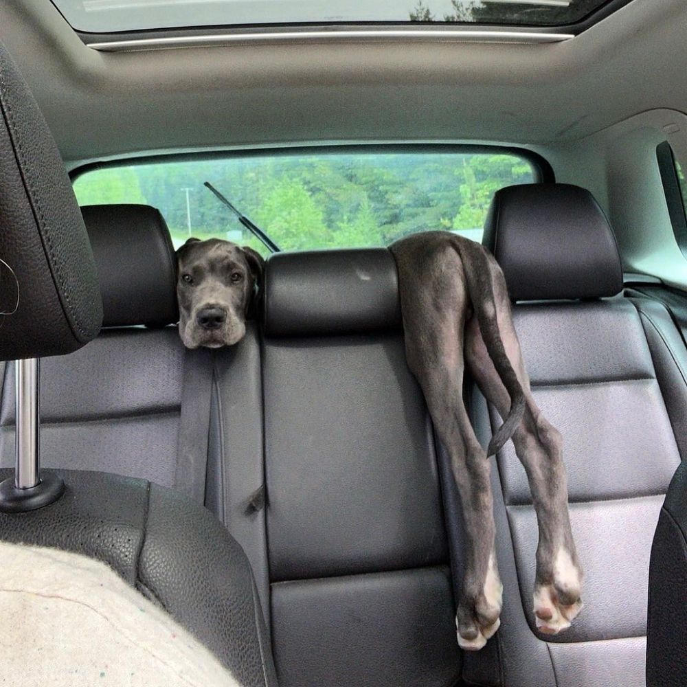 we’re looking at the black leather backseat of a car where a dog is supposed to be riding. a great dane puppy’s head is nestled in between the head rests on the left and middle, facing forward. his booty and back legs dangle from between the head rests on the middle and right. there is no sign of his body or front limbs. we hope they’re in the trunk area, but we’re actually not 100% confident this is a single dog.