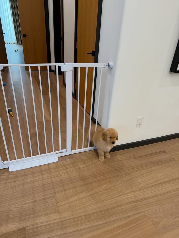 another shot of Bear in his gate predicament. he’s closing his eyes as he tries to accept that he’s found himself here once more, and he seems to be avoiding asking for help.