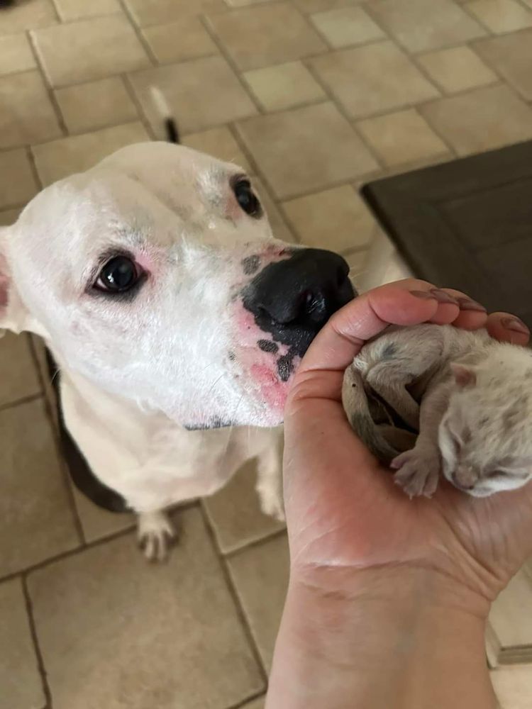 a big dog with a white head and pink and black nose tilts his head up to sniff the teeny newborn kitten who’s being held in his human’s palm.