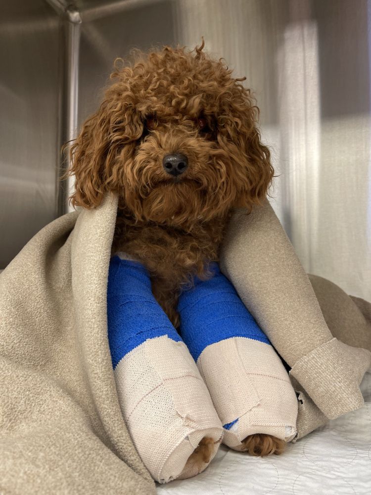 a reddish brown, curly doodle pup sits in a stainless steel vet kennel with a beige blanket draped over her shoulders. both of her front legs are wrapped in blue and white casts with only tiny tufts of fur sticking out at the ends. 
