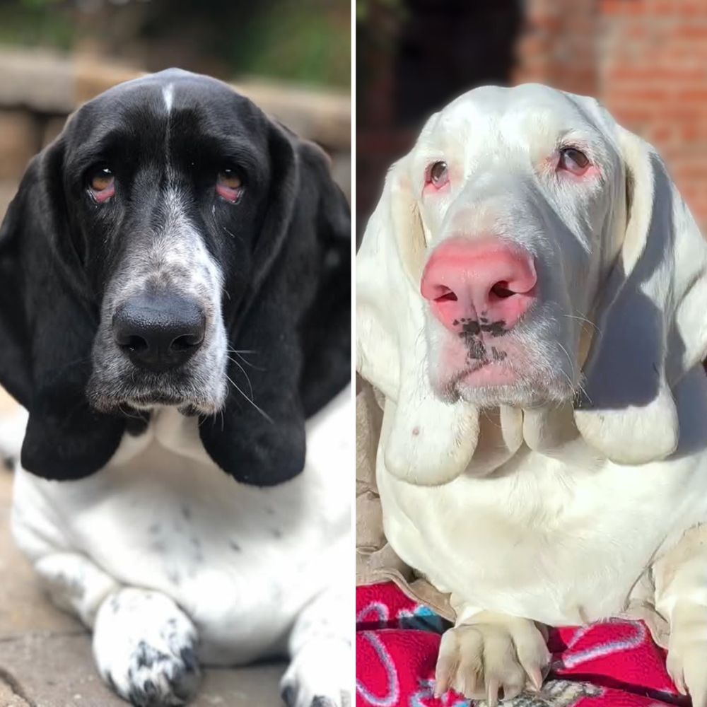 side-by-side photos of a basset hound taken three years apart. on the left, she has a mostly black face and ears, a black nose, and white body with speckles of black. on the right, she is completely white, and her nose has changed to a soft light pink, with just a few black freckles on her upper lip.