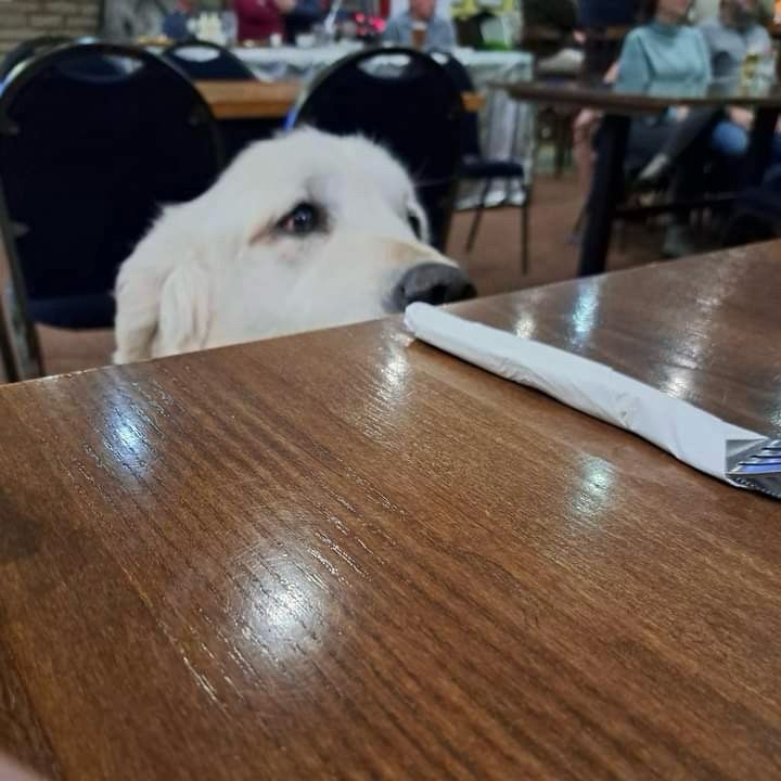 a blond senior golden retriever is poking the top of his head over a restaurant table, upon which is lying a wrapped set of dish ware. the pup is inspecting for food.