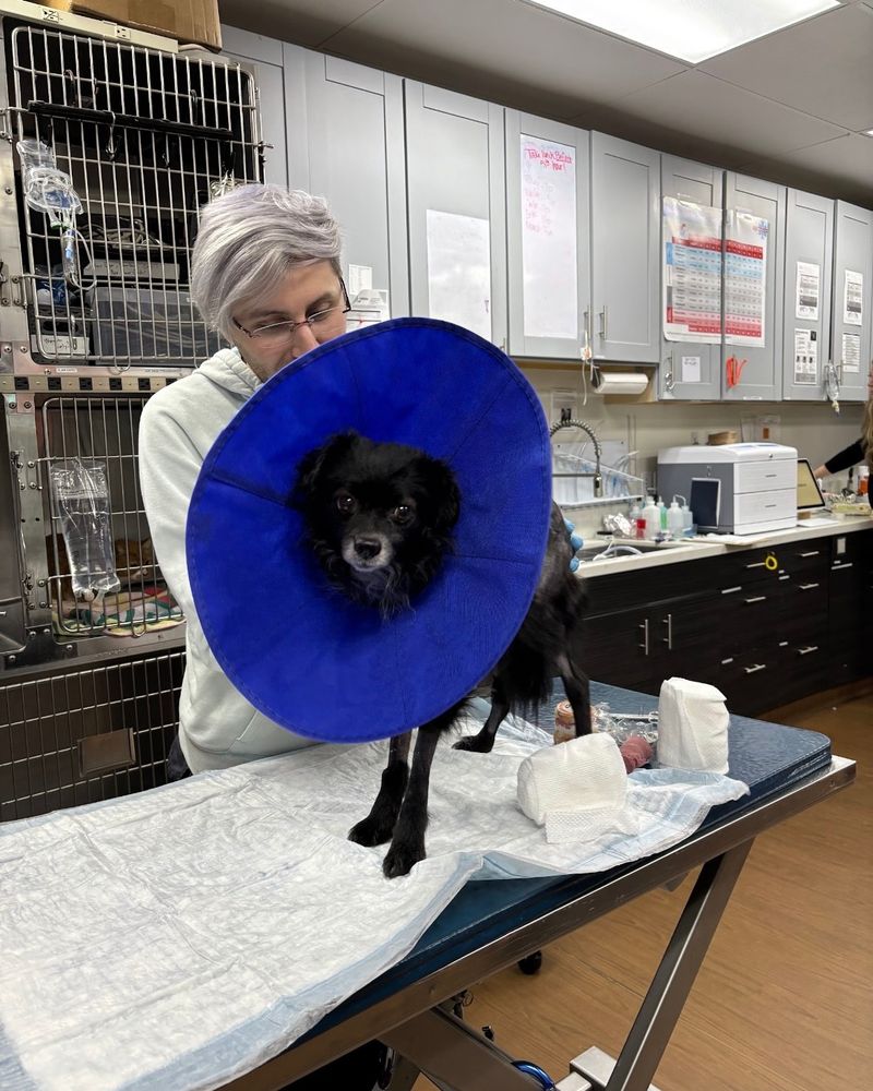 smokey is back on the exam table in his giant blue cone, but he’s found an angle that lets the cone block most of his radical haircut. a person with silvery hair stands behind the table and works on a wound on smokey’s side.
