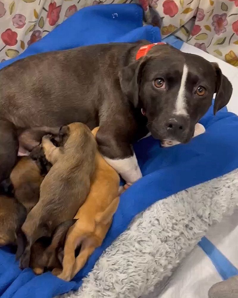 Dorothy, a black and white pit mix, being introduced to a litter of 5 very young puppies. she feeds them, and at one point, they are crawling all over her. she is officially a MOM.