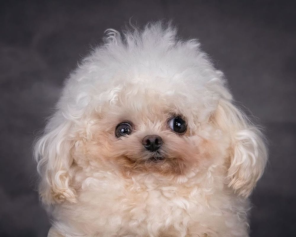 Lufy, a fluffy, white bichon frise poses with a little smirk in front of a gray background. he is truly one of the most adorable dogs we have ever seen.