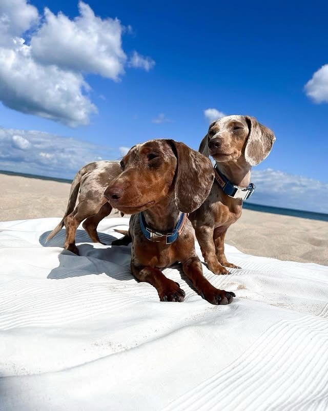 two dachshund friends look off toward the left side of the shot. they’re arranged in a little X formation, with the bigger brown dog laying down and the smaller silver one standing perpendicular to and bridging over their friend.