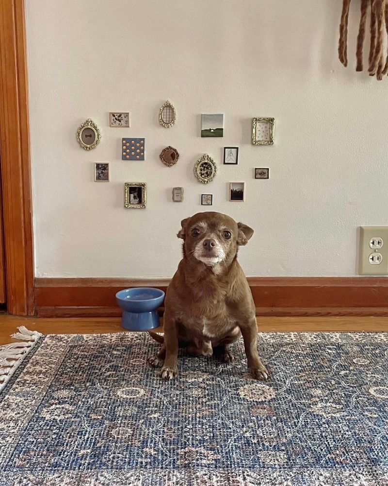 a brown chihuahua with a white snout sits on a blue tasseled rug and looks directly at the camera. he’s in front of his gallery, which includes 15 tiny framed pieces of art mounted on the wall above his two blue ceramic bowls – some florals, some bones, and at least one minuscule portrait.
