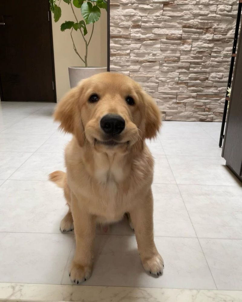 a golden retriever sits on a white tile floor and stares directly at you. his upper lips are curled up and in on his top teeth, giving him a particularly impatient look. 