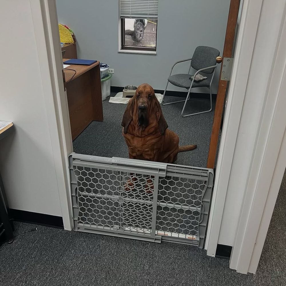 walter the bloodhound has moved to another office, this one with a door and a desk. he’s sitting on the gray carpet, by gray walls and a gray chair, and behind a gray baby gate. he knows he isn’t great with colors, but man this is bleak.
