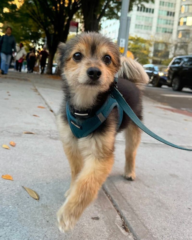 a fuzzy little black and brown pup in a teal harness poses on a sidewalk mid-prance. his front left leg is lifted like he’s about to frolic your way, and his fluffy tail is up proudly. he has a very young-looking face, and he’s pretty small, so he definitely gives off puppy vibes.