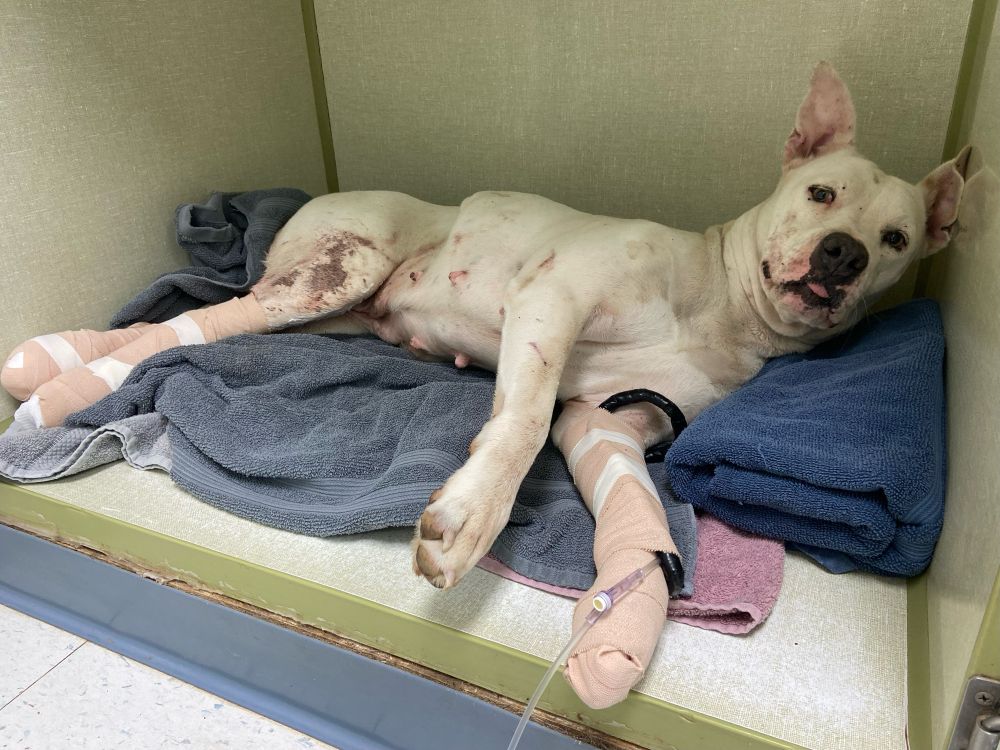 a white pit bull lays in a vet kennel on a pile of blue towels looking a little worse for wear. three of her paws are wrapped in bandages, and she has an I.V. tube connected to her front paw. her floopy ears are extended and her tongue is caught mid-blep.