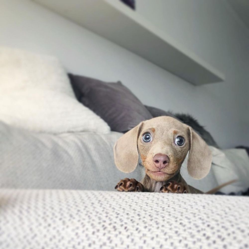 a light gray dachshund puppy pokes his head up from behind the arm of a light colored sofa, his front paws resting on the edge. his eyes are wide and light blue, and his floppy ears hang down, chin length, on either side of his face. he has slightly concerned eyebrows, two lifted dots of light brown that coordinate with his brown jowls.