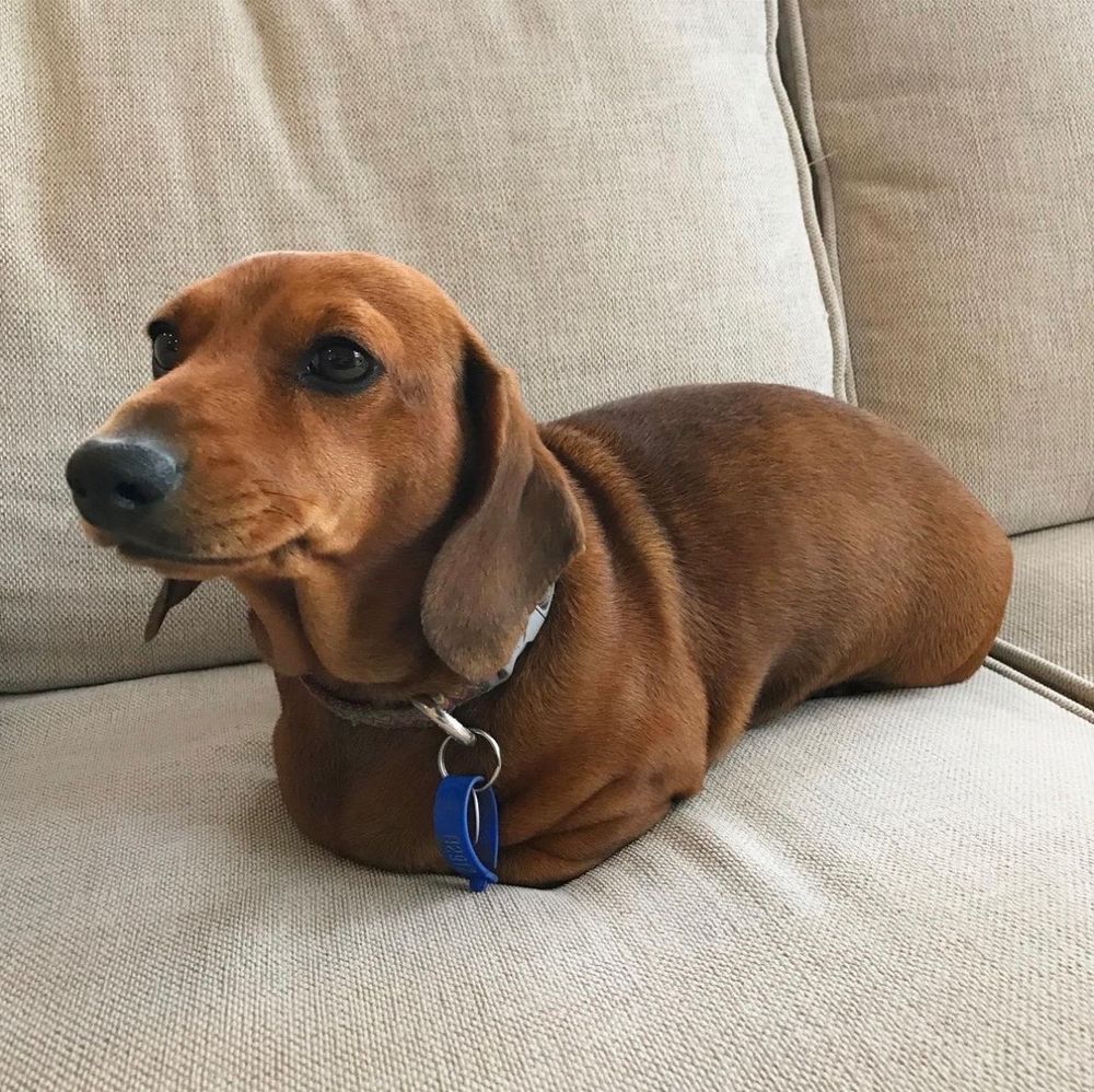 a brown dachshund is a loaf on a cream-colored sofa. none of his legs or paws are visible. he appears to be biting the corner of his lip, perhaps nervous that he's misplaced all four legs at once.