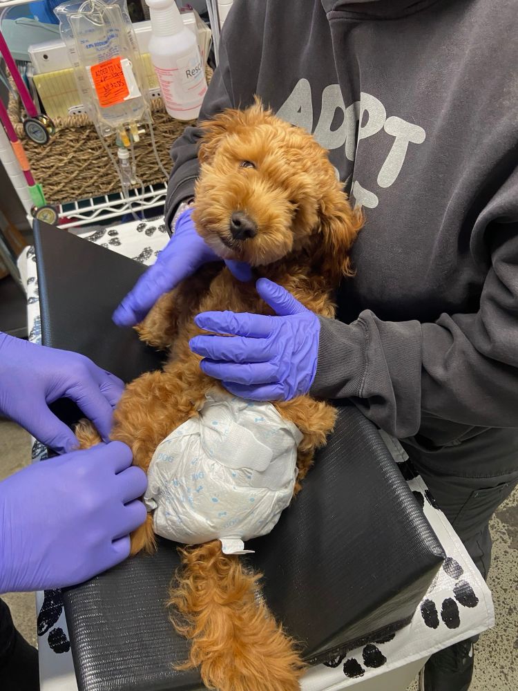 our little fluffy brown friend is being held by two people in purple medical gloves. she’s wearing a white diaper that has a spot for her tail to poke through, and she’s looking over her shoulder at the camera wondering why exactly you felt the need to immortalize this moment.