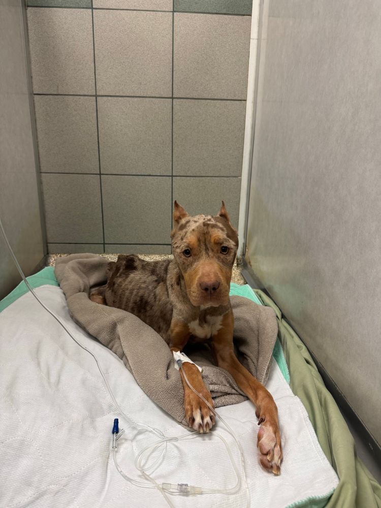 Yena the pit bull rests on a pile of blankets and sheets in her own small room. she has an I.V. attached to her front left paw. 
