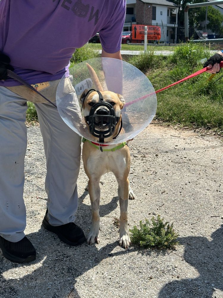 Billie is outside on an enrichment walk. she's still wearing a plastic cone because she's recently had surgery to remove SEVERAL rocks from her intestines. and she's wearing a muzzle because frankly she can't be trusted to not eat rocks again.