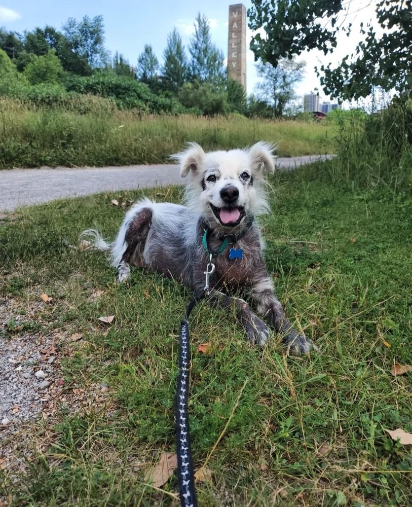 Timmy rests in grass next to a sidewalk. a city skyline peeks over the distant tree line. Timmy smiles at the camera with his tongue out.