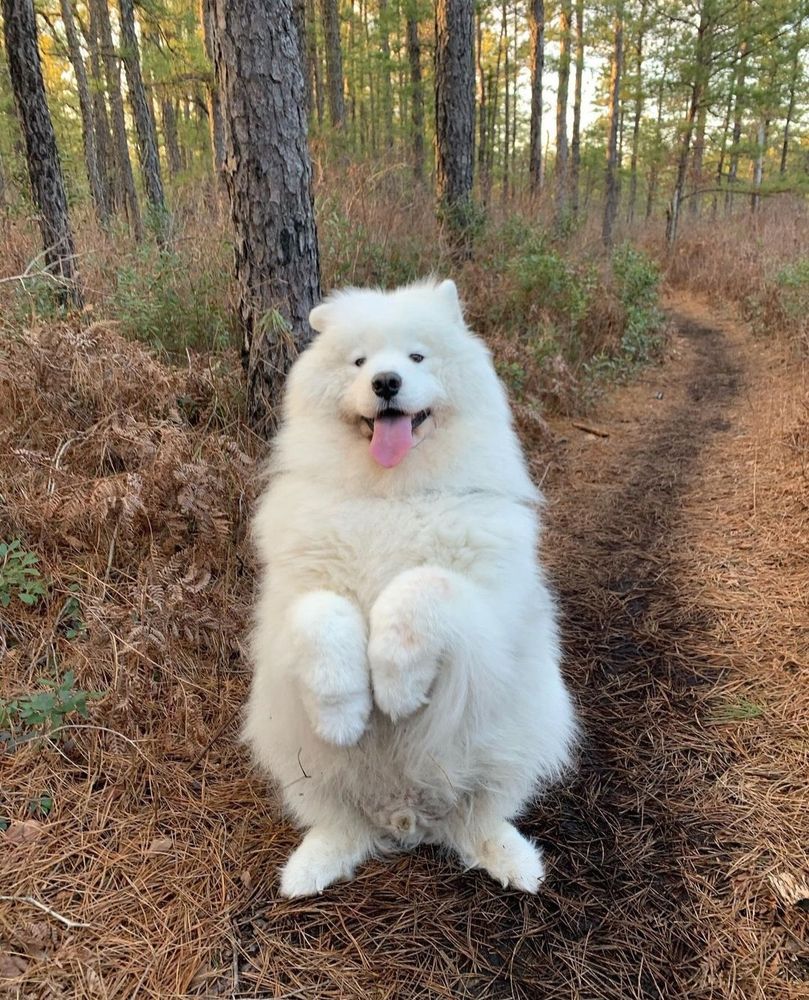 a big fluffy samoyed sits back on his hind two feet in front of a forested path. the dog has his front paws held up and in like short t-rex arms, and his mouth is hanging open, revealing his soft pink tongue. amid the fluff atop his head, it’s hard to say for sure, but it seems one ear is pointing up while the other points out to his right.