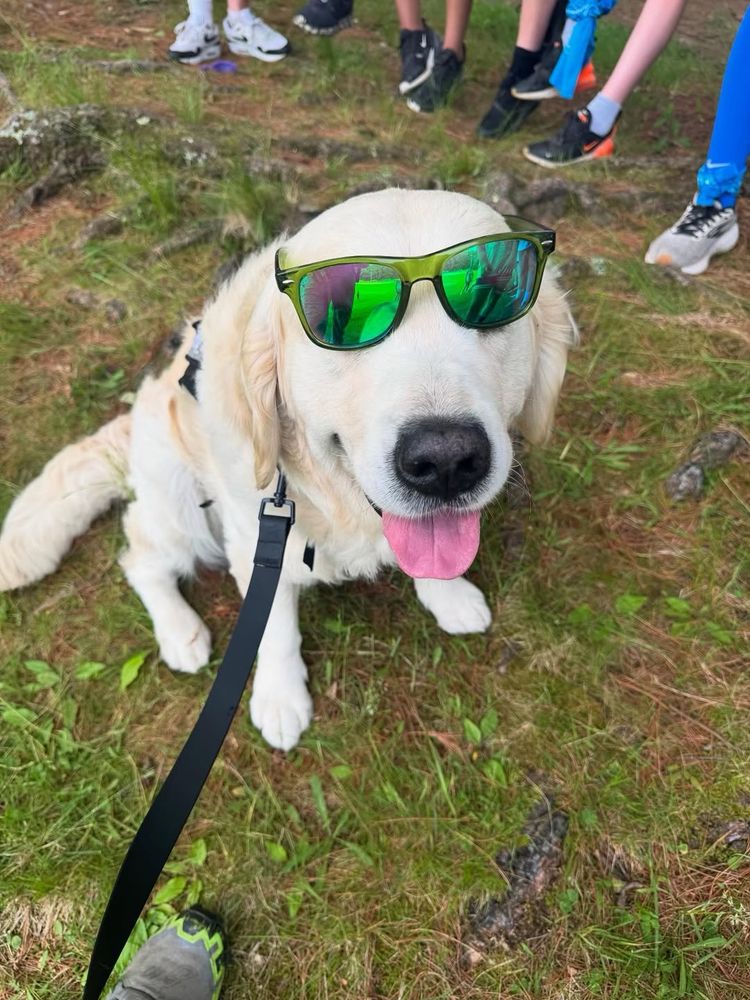 Cruiser is sitting in the grass wearing sunglasses with his tongue out. he wanted to prove that he has a goofy side too