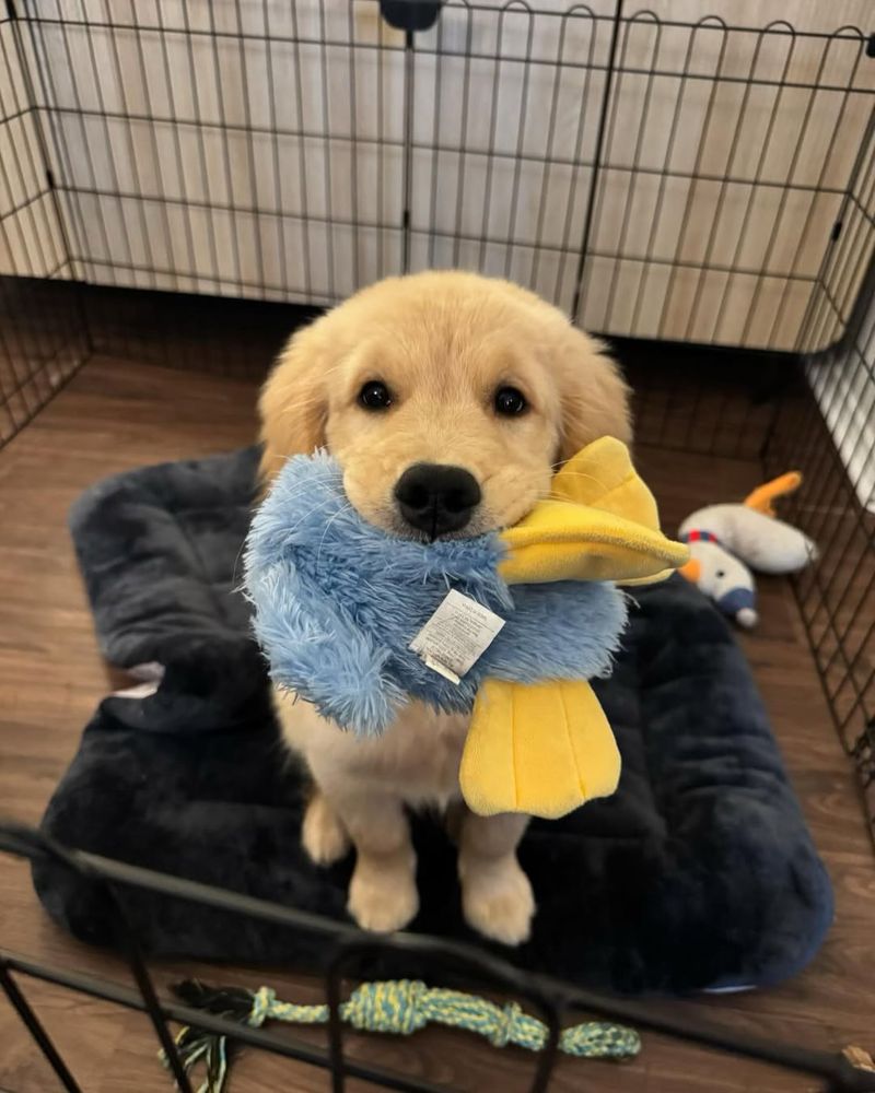 a photo of a golden retriever puppy, named Douglas, sitting on a black bed in a playpen. Douglas is sweetly looking up at the camera with a stuffed duck in his mouth.