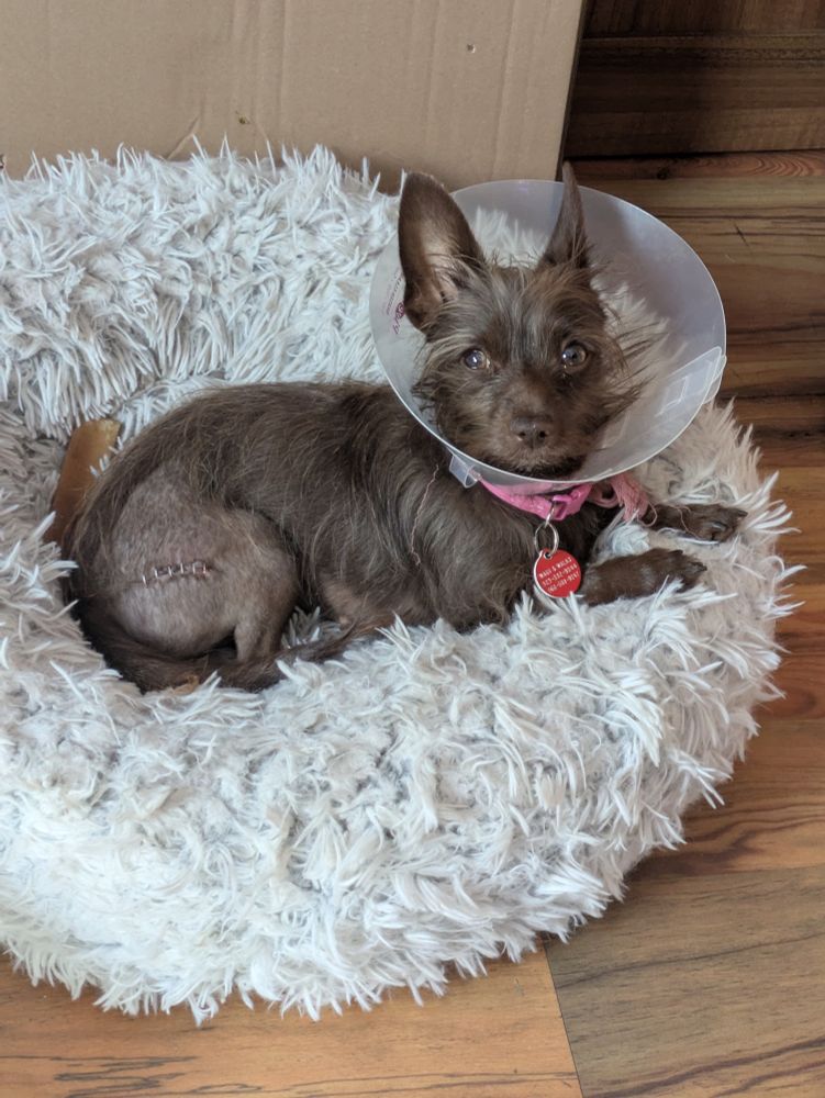 a brown dog with pointy ears and hazel eyes looking into the camera with a cone around her head. she is laying on a white fuzzy bed.