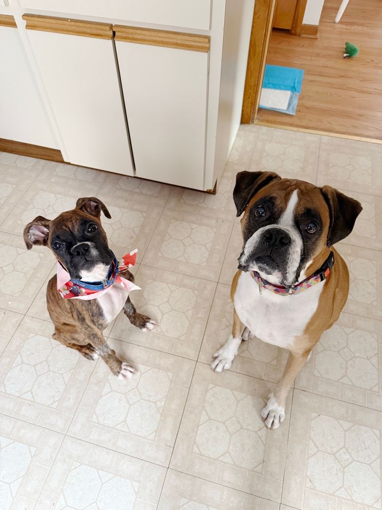 Newt sits next to an older brown boxer, her new sister named Addison. with their combined puppy eye stare, all are powerless to them.