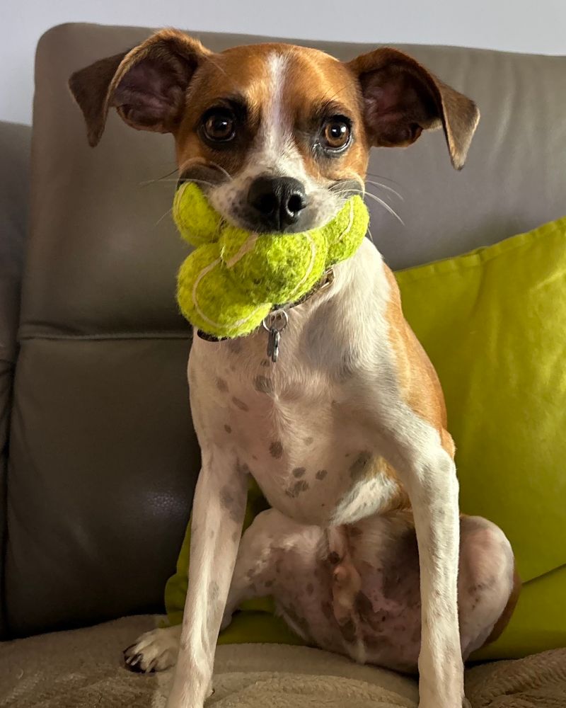 a tan and white dog with big floppy bat ears sits on a sofa with four tennis balls skillfully arranged in his mouth. he’s leaning his booty against a throw pillow that is coincidentally tennis ball colored.