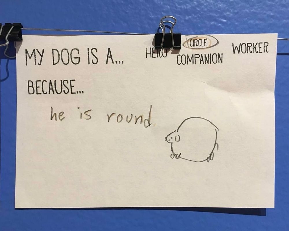 a white sheet of paper hanging from a black clip against a blue wall. the paper is a worksheet with the words, "my dog is a..." with the instructions to circle one of the following words, "hero," "companion," or "worker." instead, the word "circle" has been circled in pencil, and the rest of the sheet reads, "because he is round" in crude handwriting. next to the explanation as to why the dog is a circle, is a drawing of a very rotund dog with a tiny tail and little feet. this is an A+ assignment if we've ever seen one.