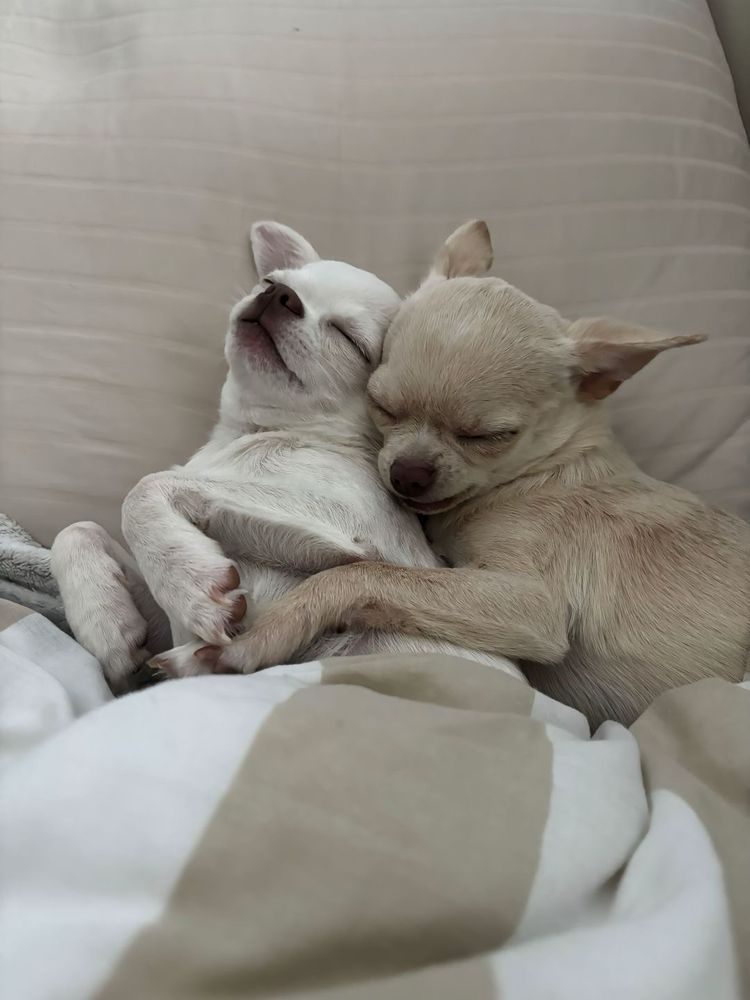 the tan chihuahua has nestled their head into the cream chihuahua's neck. both of their eyes closed in a peaceful slumber.
