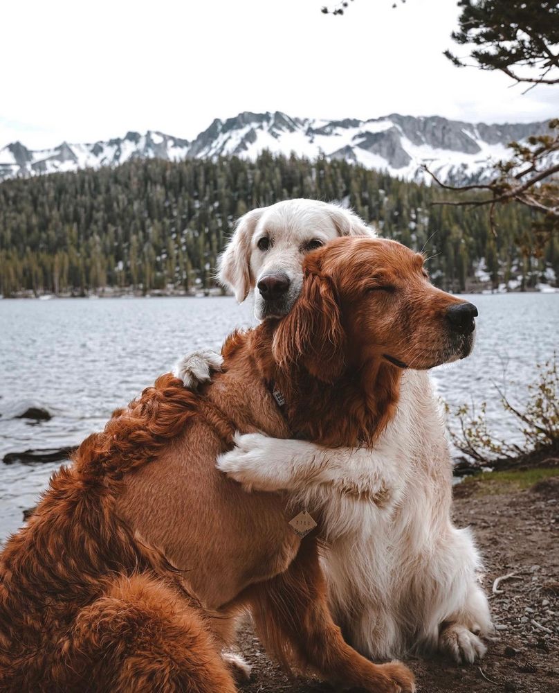 a beautiful photo of two golden retrievers in front of a snowy mountainscape and lake. the blond dog has wrapped their two front legs around the red dog in a hug. the red dog has recently had his front right leg amputated due to cancer, and his fur is growing back in that area. this doesn’t bother him at all, as we can tell from the gentle smile on his face, his eyes closed.