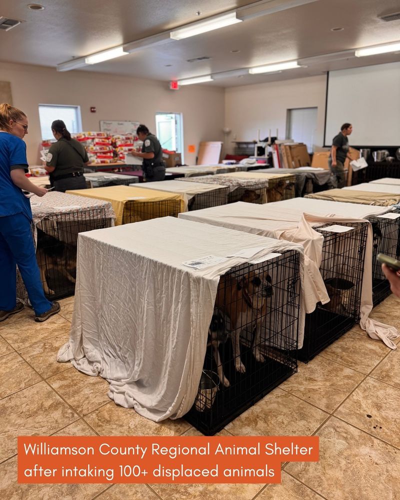 three rows of large black metal crates covered in sheets fill a room at the Williamson County Regional Animal Shelter, which took in 100+ displaced animals. people are working in the background and a table is stacked high with food.