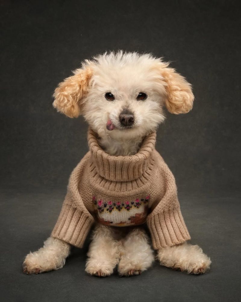 marigold the senior pup sits at the photo studio wearing a neutral tone turtleneck that highlights her ears. her back legs stick straight forward and her front paws are planted out by her sides, giving her an even more floppy ragdoll appearance. 
