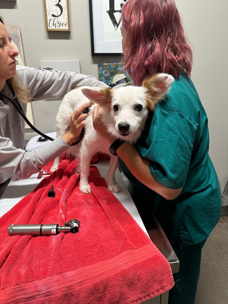 a tan colored dog with pointed ears stands on a medical table. there is one human holding the dog and another human placing a stethoscope to her chest