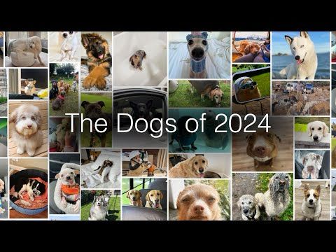 The Dogs of 2024