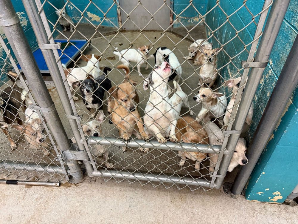nineteen chihuahuas huddle in a gated kennel in deplorable conditions. one of the chihuahuas standing at the gate with his front paws on the bar has his head tilted back in a howl. 